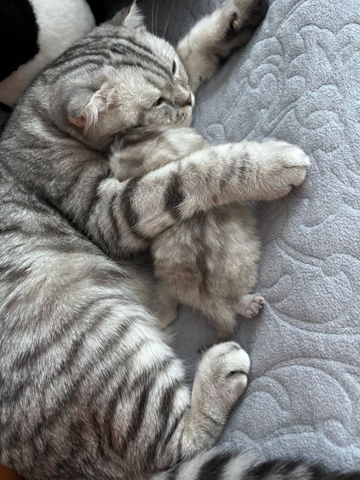 Продам вислоухого шатландца