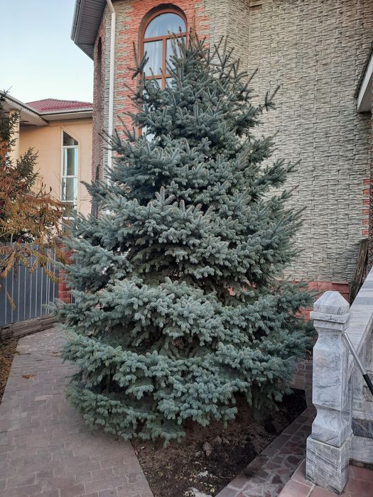 Голубые ели примерно 7-8 м высоты