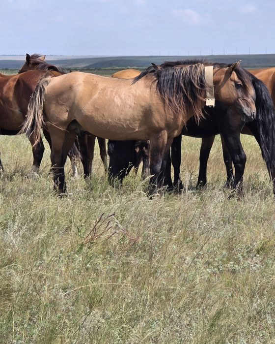 Кула башкир айгыр сатылады!
