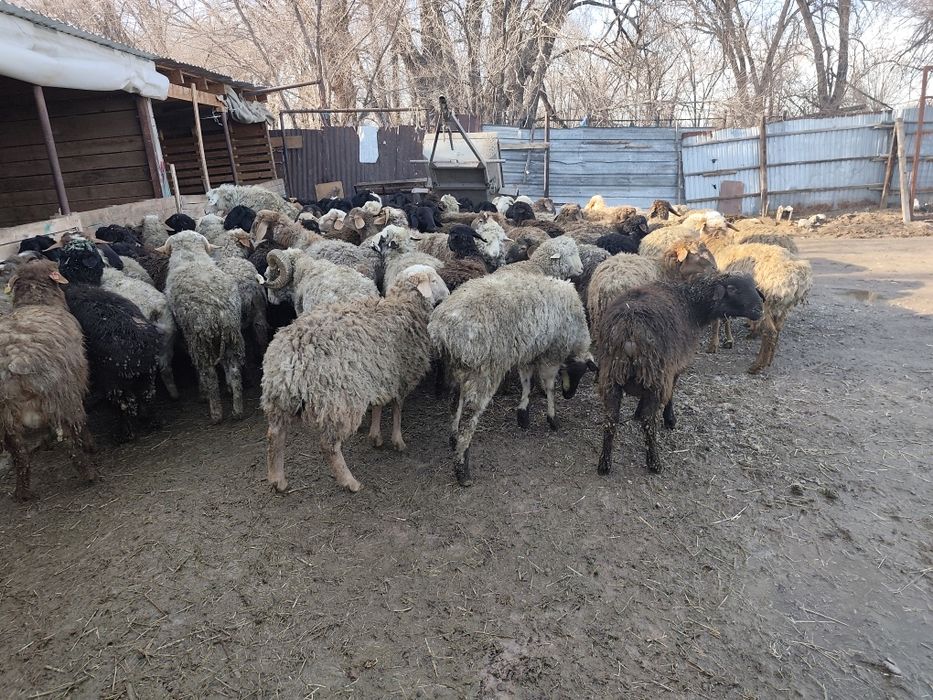 Продам баран тохтушки