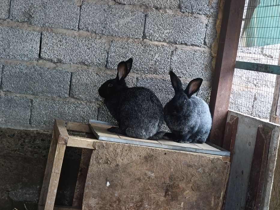 Полтавское серебро