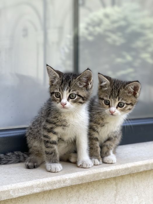 Котята в добрые руки ( 2 месяца)