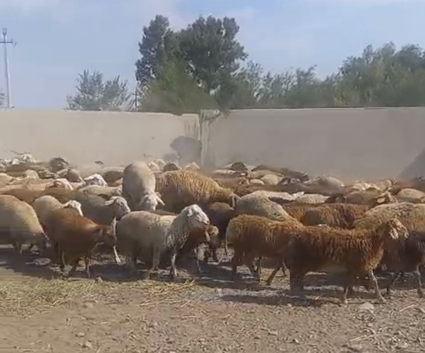 Продам МРС, баран, овец