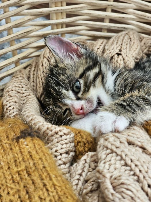 Продаётся котенок