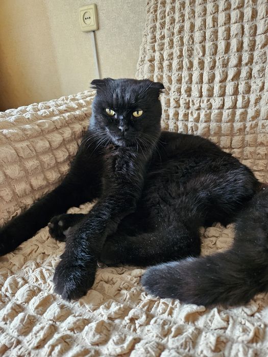 Срочно! Вислоухий британец потеряшка