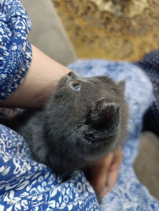 Котята британцы  и шотландцы