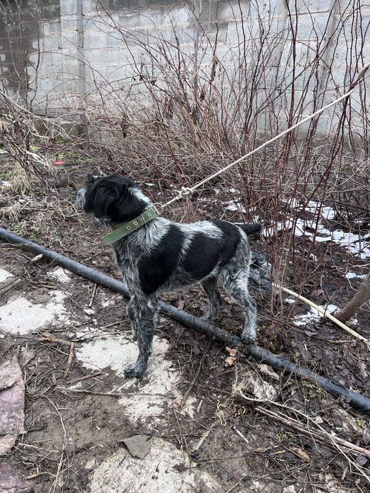 Продаеться дратхаара