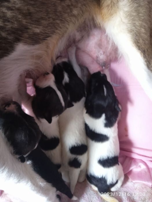 Собачки 2 месяцев