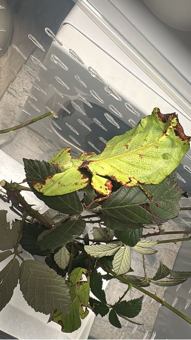 Insecta frunza GIGANT (ouă)