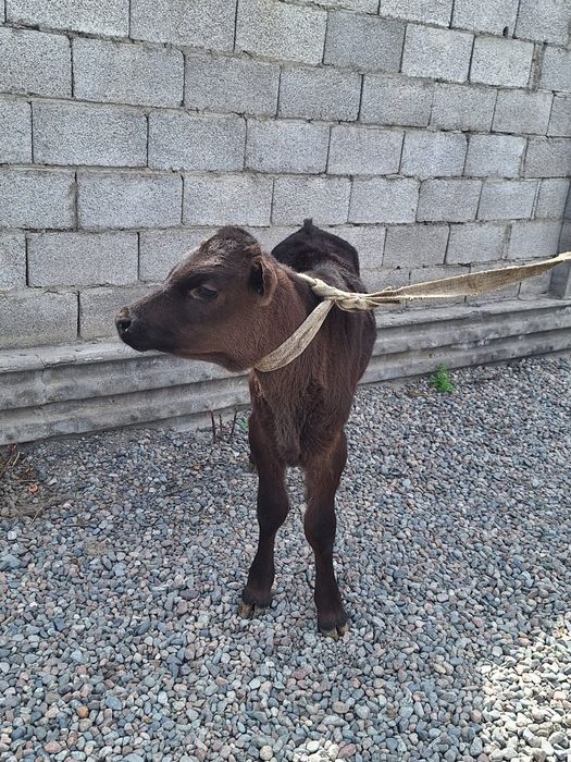 Телёнок бычок Алатау