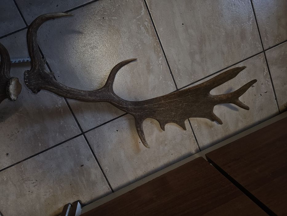 Vând 2 trofee o pereche coarne cerb lopătar și o pereche coarne cerb