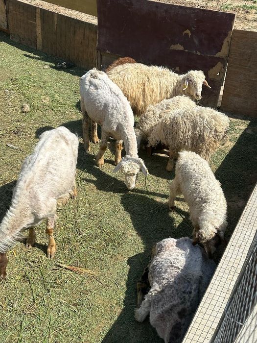 Козылы койлар сатылыды