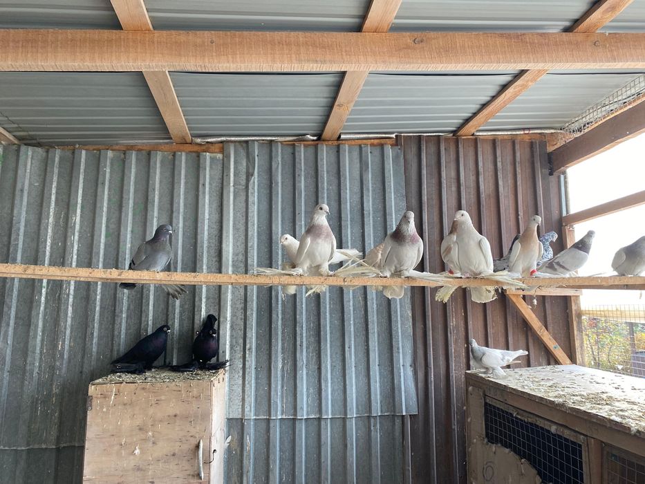 Продам голубей игровых