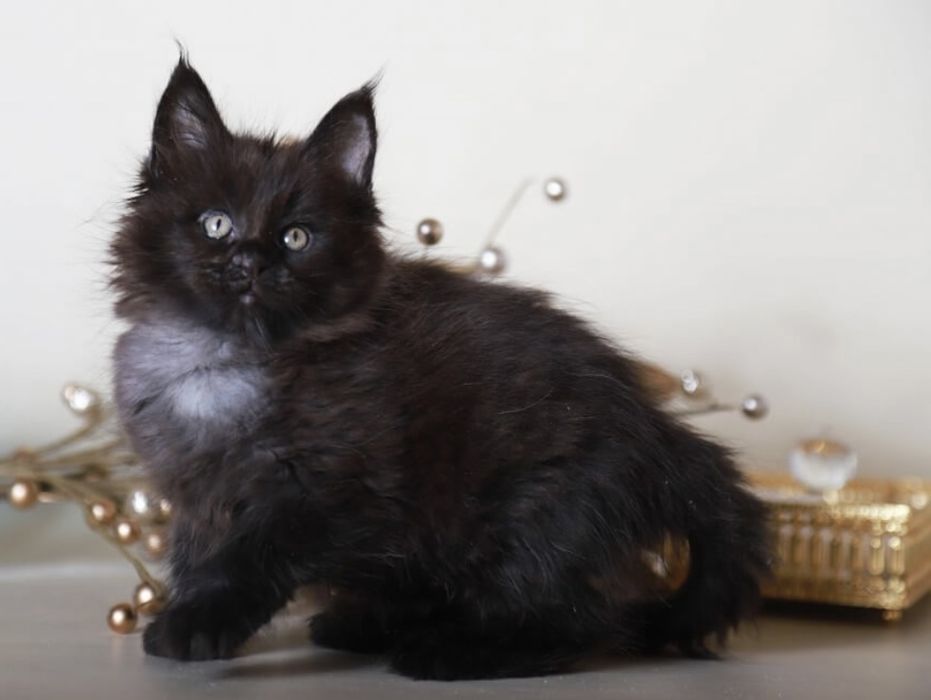 Мейн Кун котята Черный солид