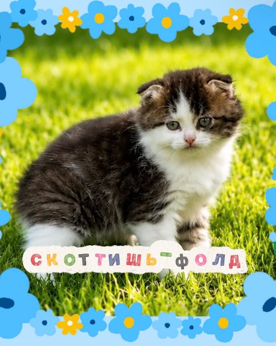 Шотландские котята