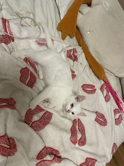 Отдам даром котенка