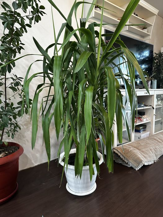 Продам живые растения