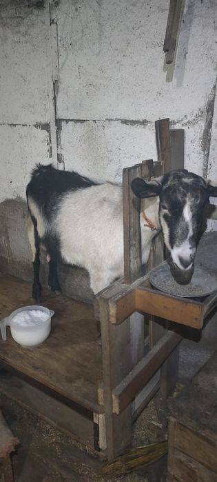 Альпийские козы дойные