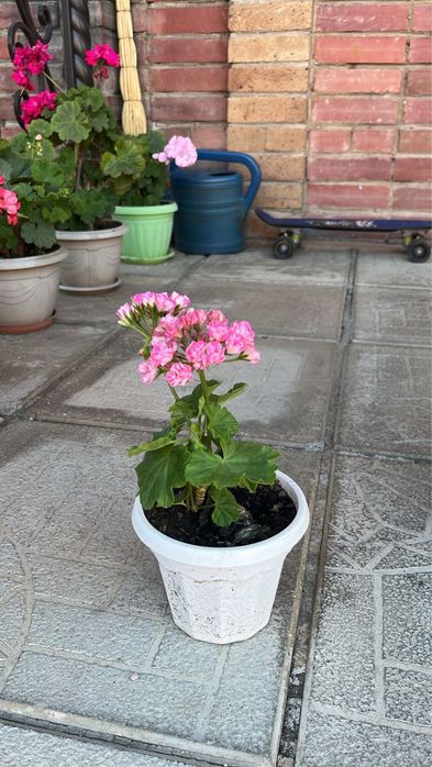 цветы Герань