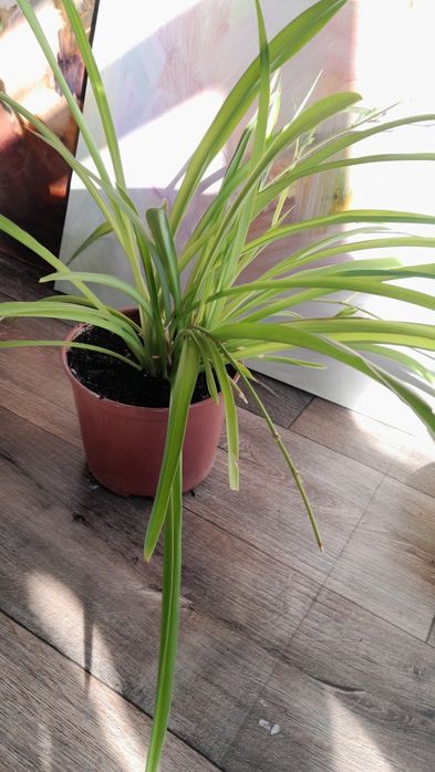 Хлорофитумы 4 растения