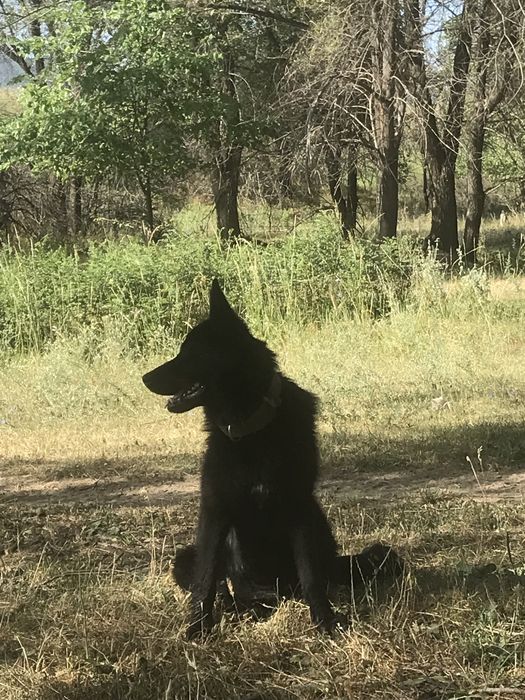 Продаю щенят немцев