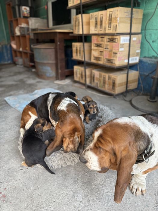 Продам Бассет Хаунд