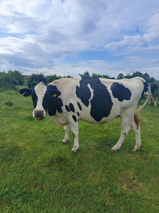 Vaci Holstein de vânzare