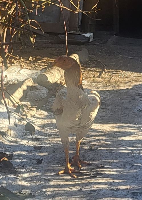 Куры даканки, распродажа