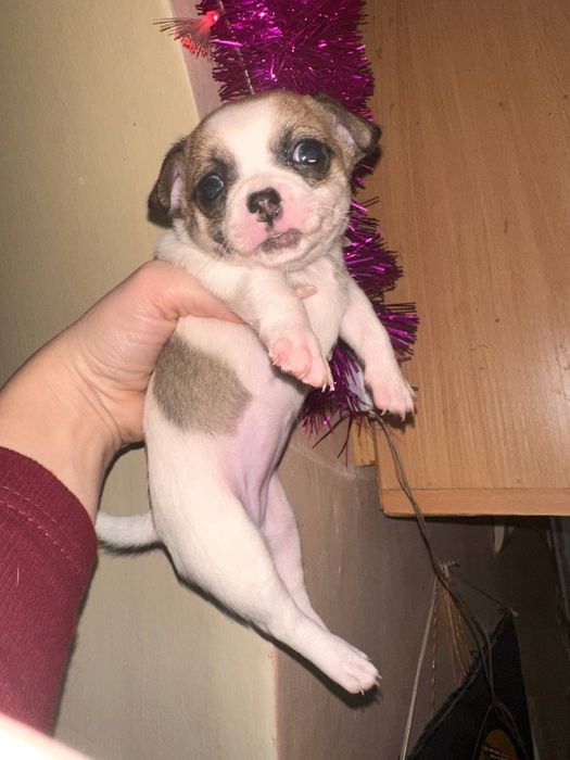 Щенки чихуахуа родились 25 ноября