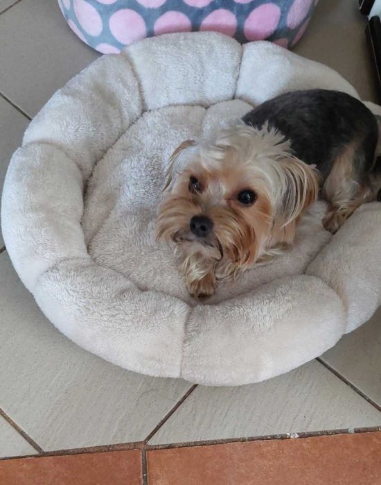 Легло за котка къща за котка легло за куче къща за куче