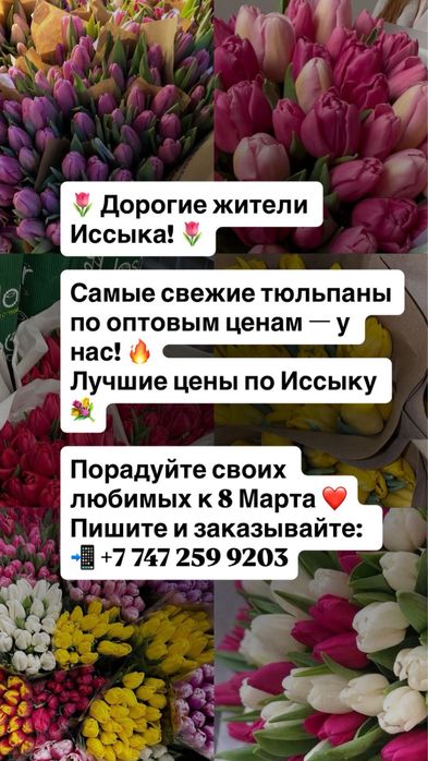 Свежий тюльпаны в хорошем ценам В Есикее