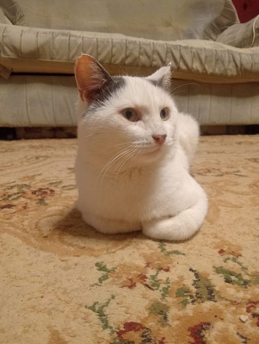 Отдам котика в добрые руки