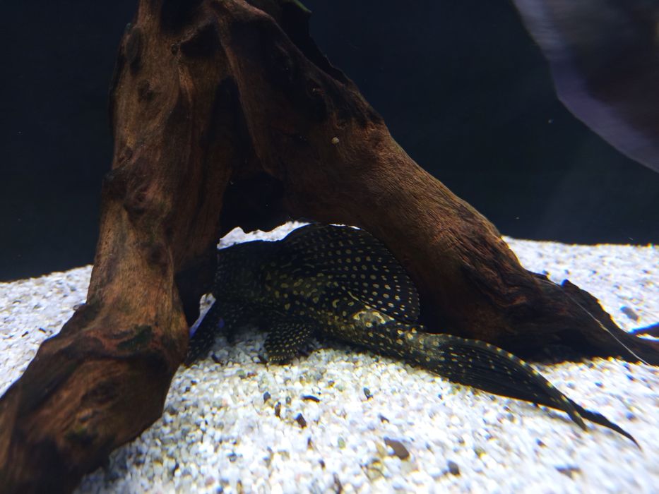 Продавам Астронатус, читала и гицебис.