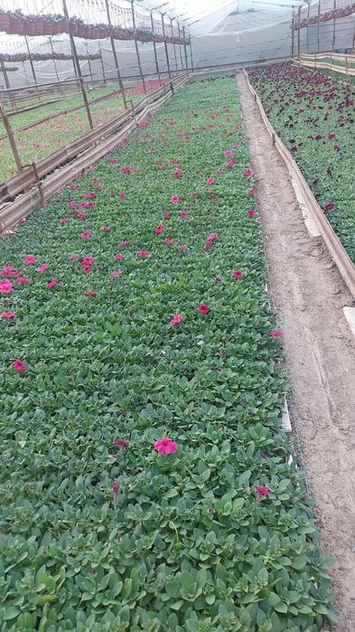 Pituniya. Петуния