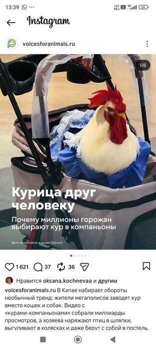 Цыпленок Чика,ручной,новый тренд