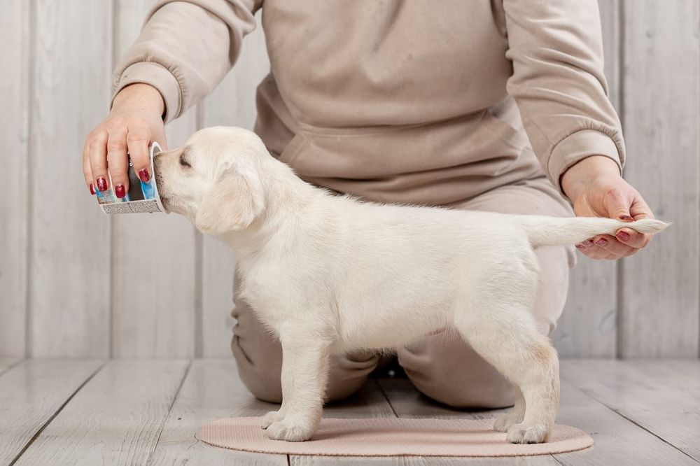 Продам щенков Лабрадора