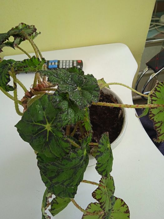 Комнатные растения