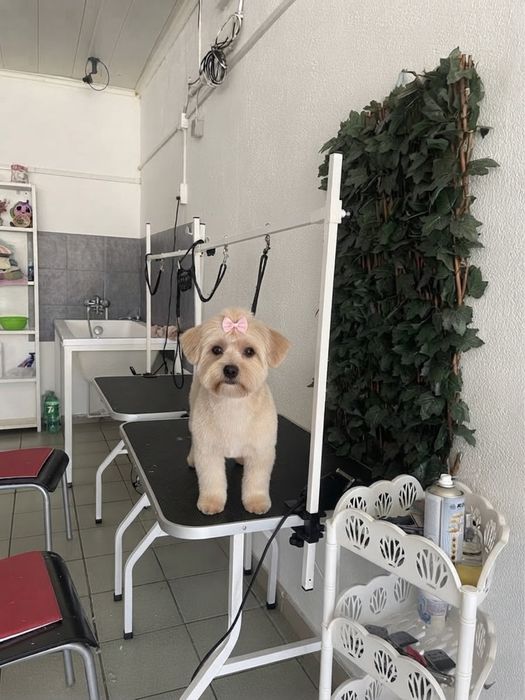 Frizerie canină Lumea lui Avy - Tuns și cosmetică profesională Craiova