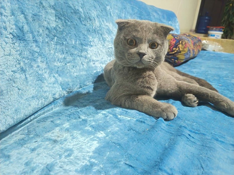 Yaxshi ğamxorlik qiladigan mushuk sevuvchilar uchun. Mushuk sotiladi!