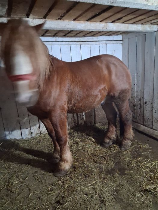 Vând  cal  in varsta de 6 ani