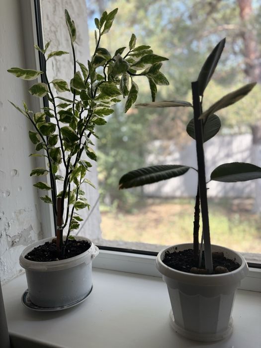 Комнатные цветы по 3000 тенге