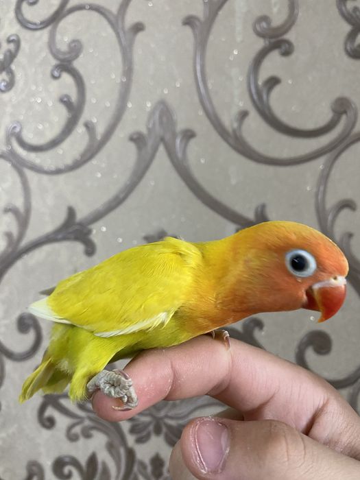 Ruchnoy papugay sotiladi