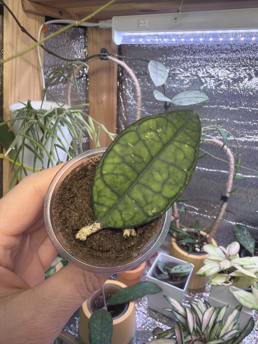 Суккуленты. Комнатные растения