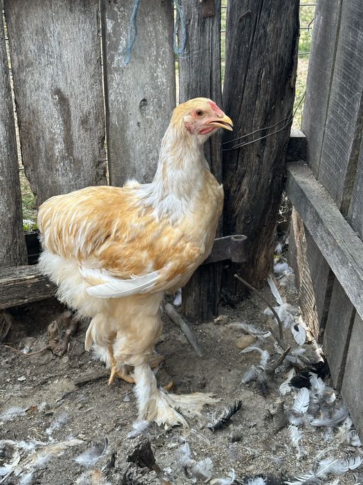 cocosi brahma potarnichiu si lemon