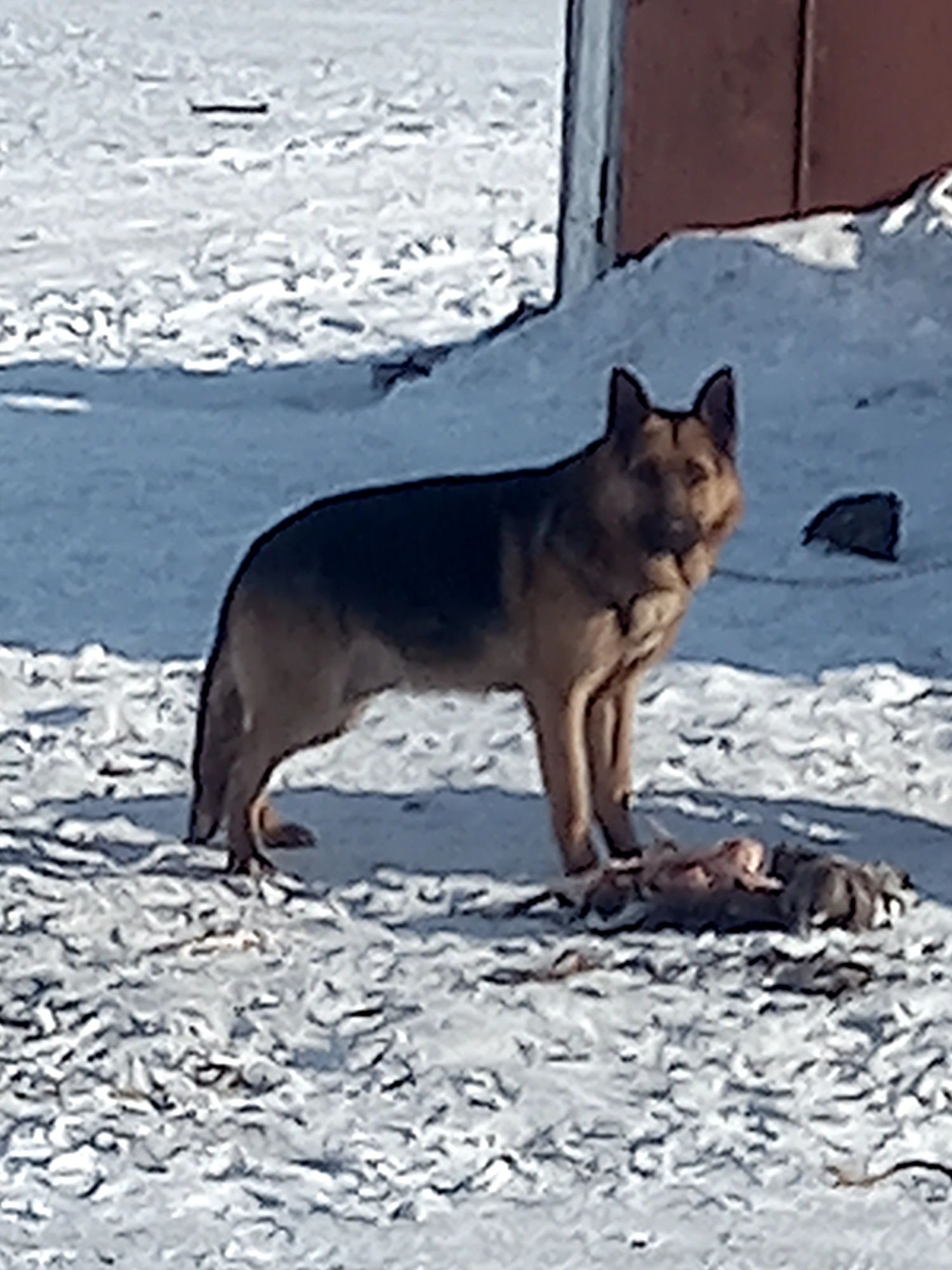 Алексеевка щенки