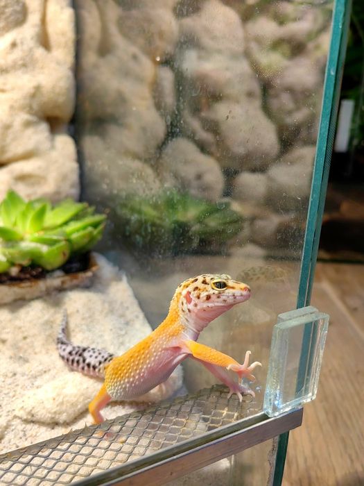 Terariu cu gecko leopard