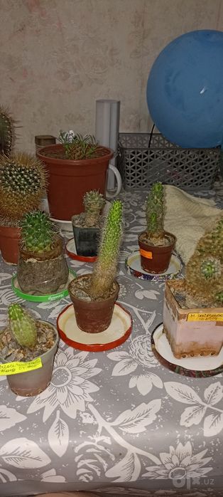 Продаю кактусы разных видов