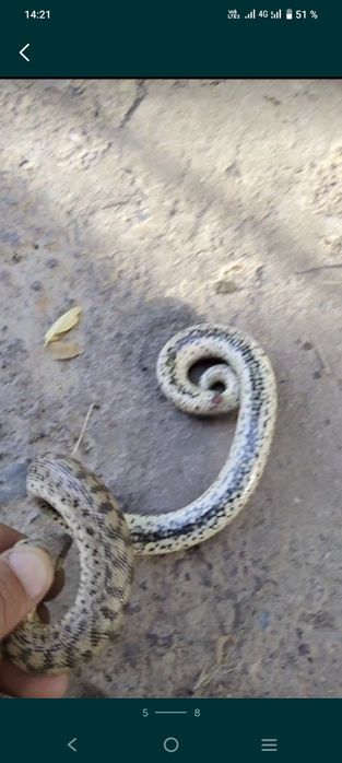 Колбар Жылан сатылады