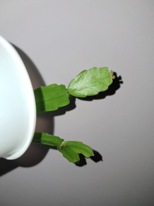 Декабрист. Цветение розовое.