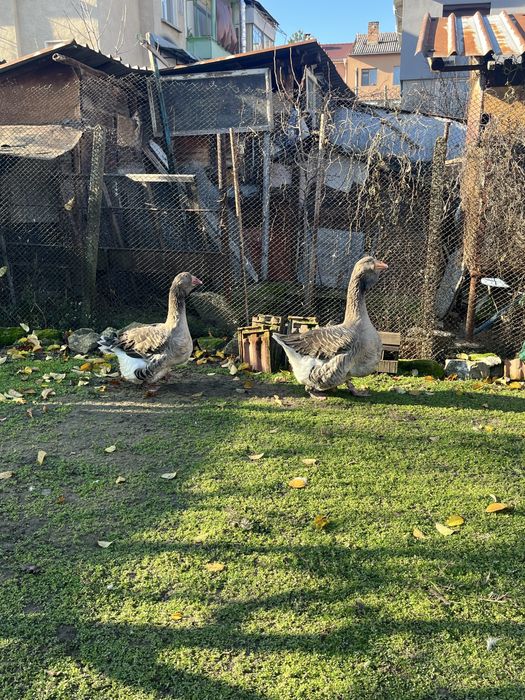 Чифт тулузки гъски